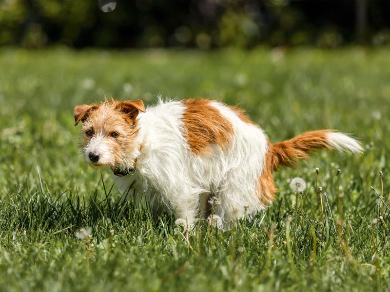 Hund mit Durchfall